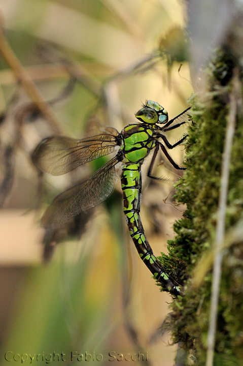 Scheda: Aeshna cyanea