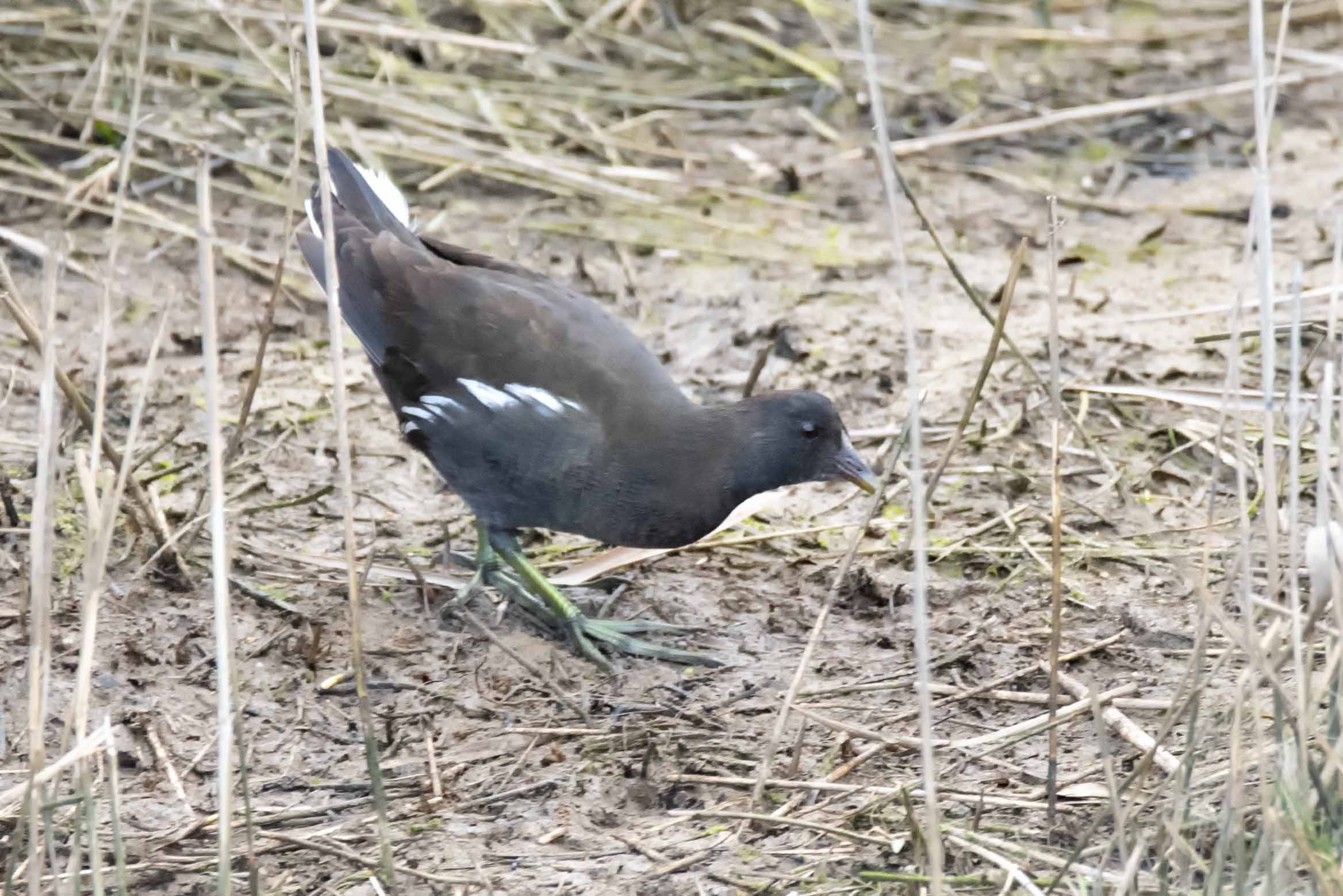 Gallinella d''acqua (Gallinula chloropus)