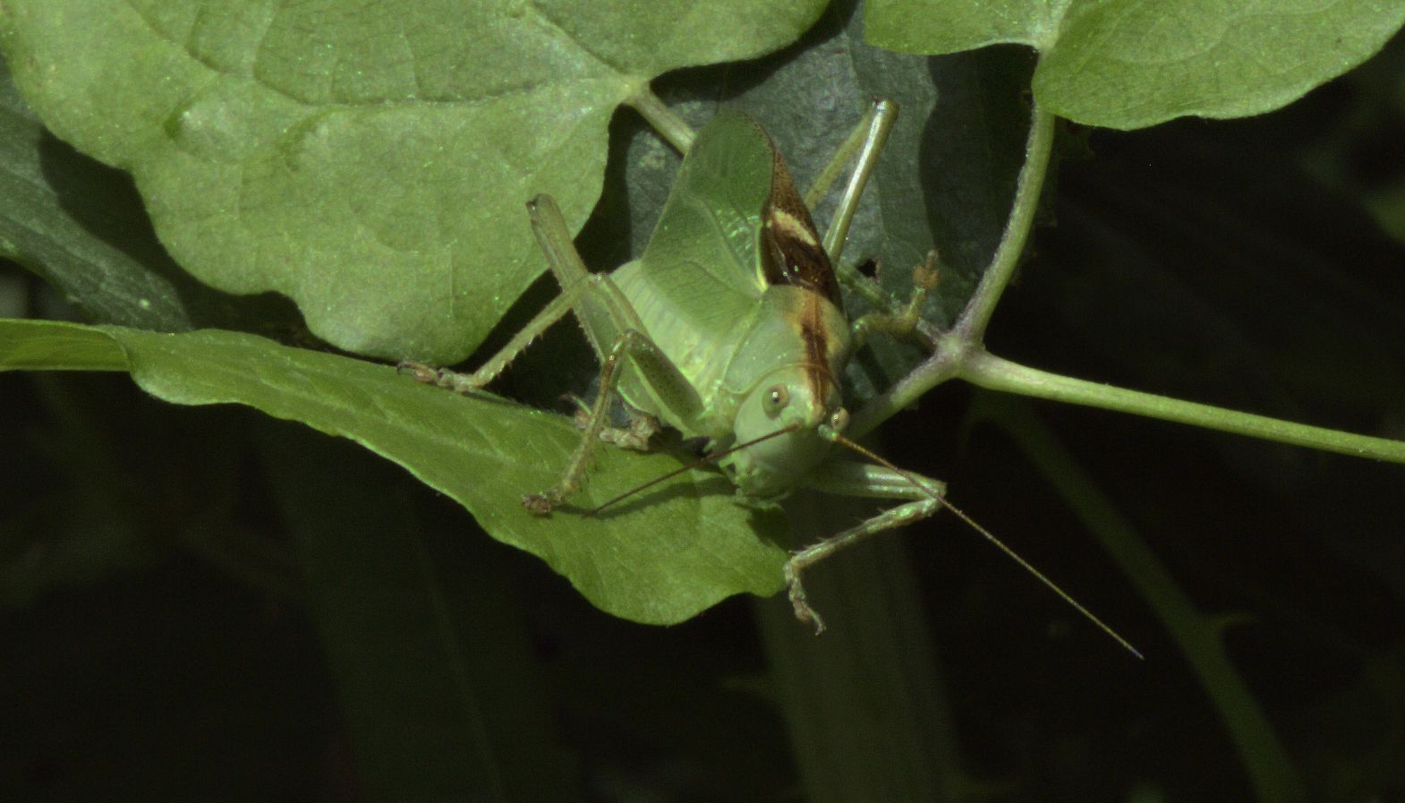 Tettigonia cantans (Tettigoniidae)