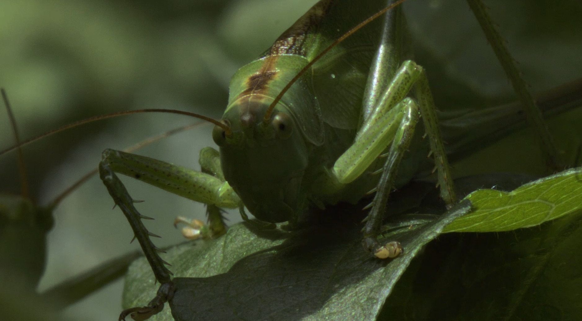 Tettigonia cantans (Tettigoniidae)