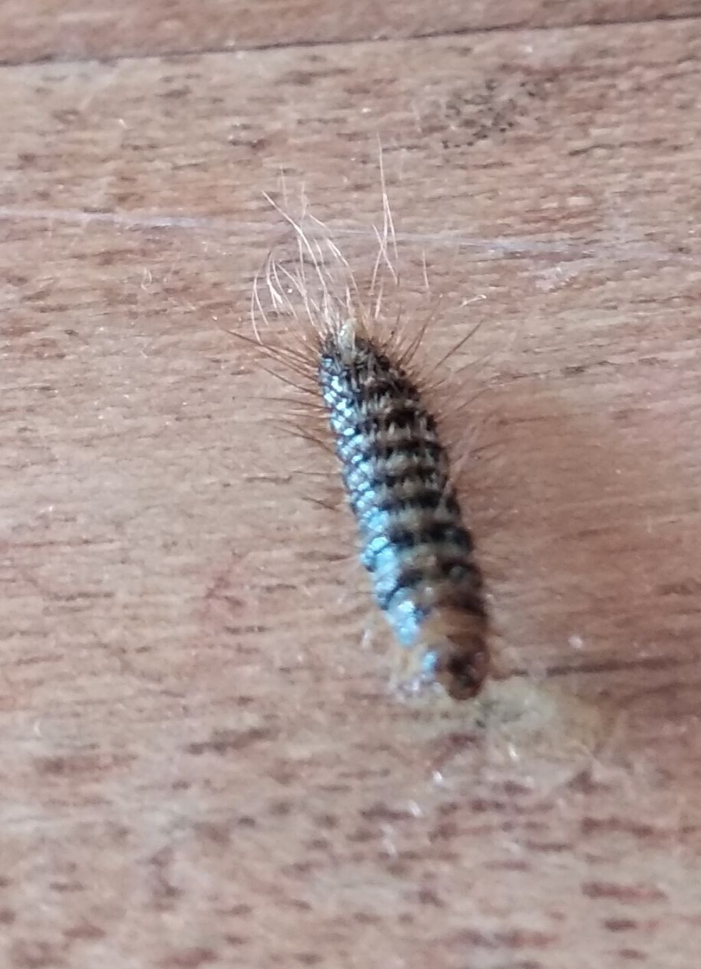larva di Dermestidae