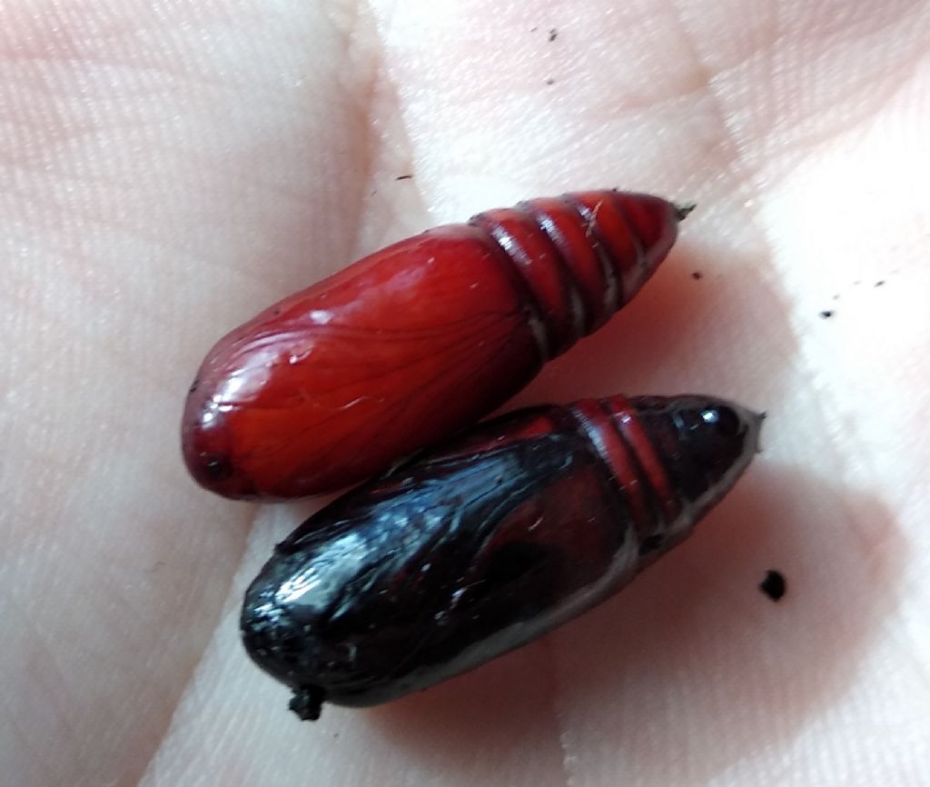 pupe di falena da identificare