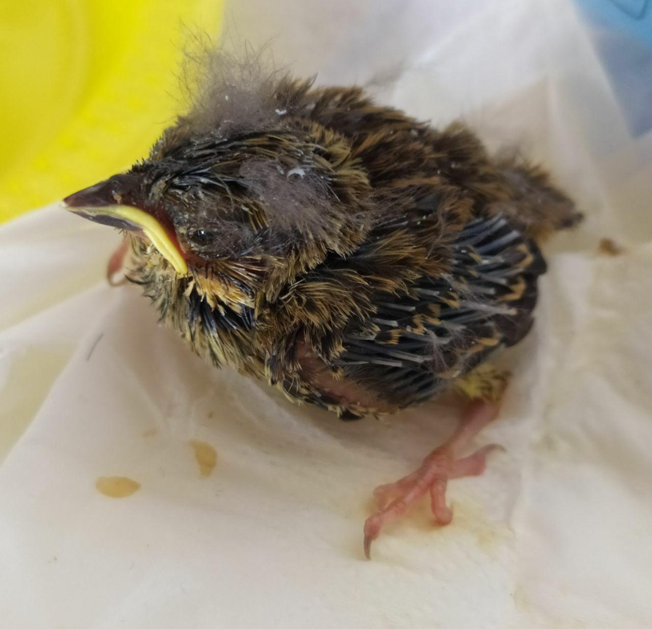 uccellino in difficolt�, cosa devo fare?