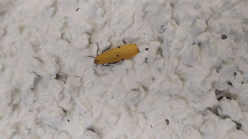 Lithosia quadra (Erebidae Arctiinae)