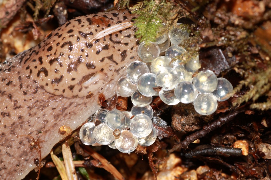 Limax delle Serre Calabresi con uova