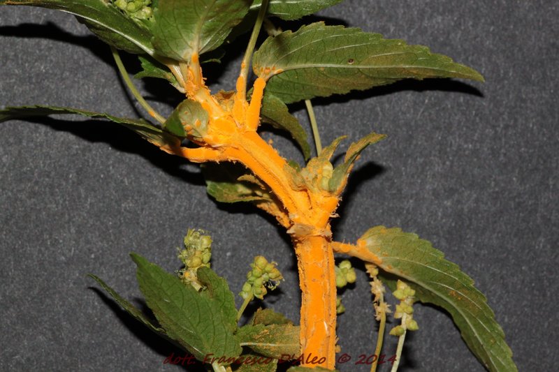 Melampsoraceae: Melampsora pulcherrima