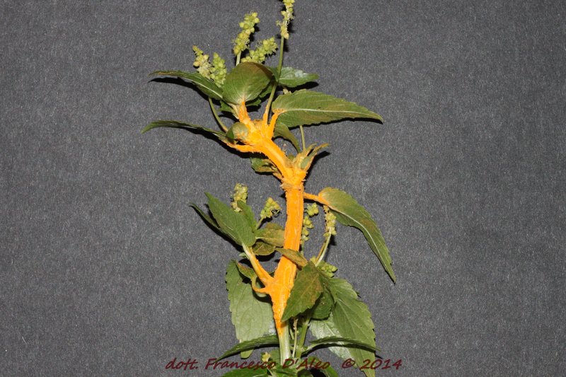 Melampsoraceae: Melampsora pulcherrima