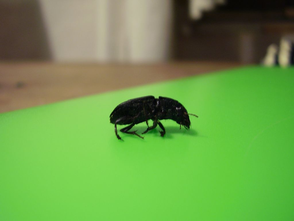 Carabidae: Acinopus picipes
