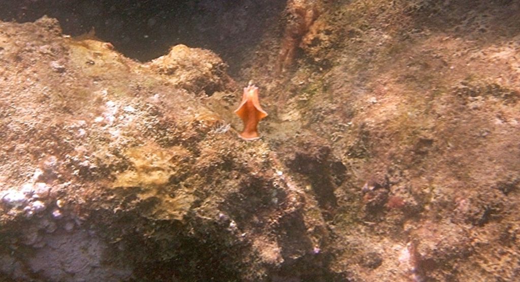 Yungia aurantiaca