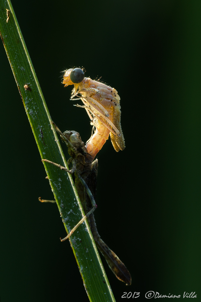 ...Tra poco sar Penny - Platycnemis pennipes