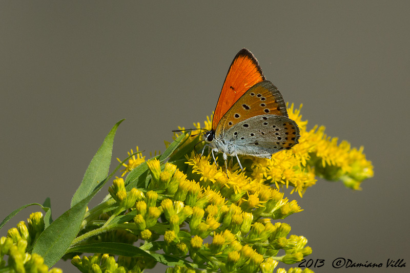 petit soleil  (Lycaena dispar ?)