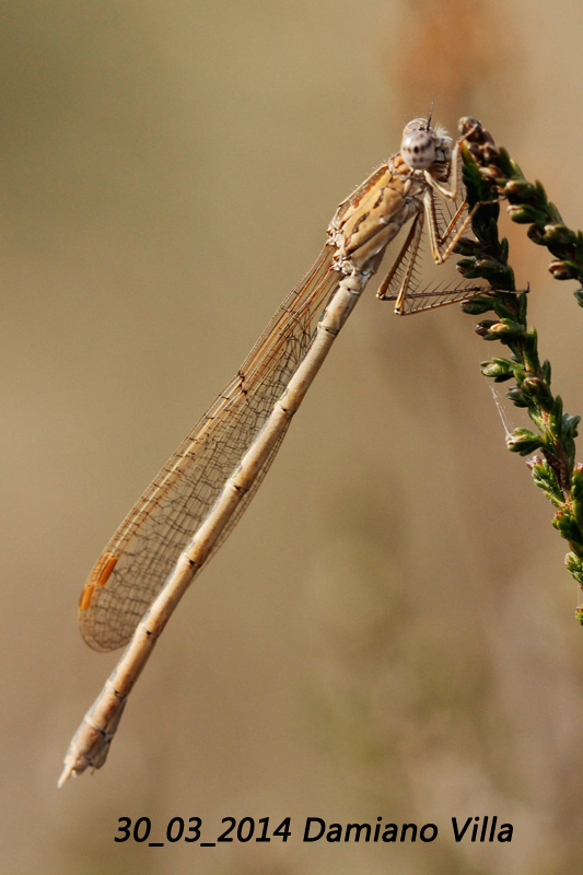 Conferma ID: Sympecma paedisca!