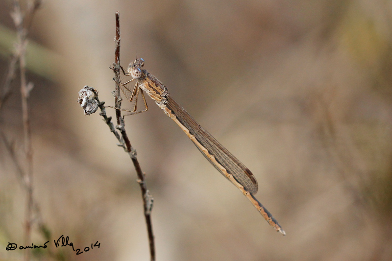 Conferma ID: Sympecma paedisca!