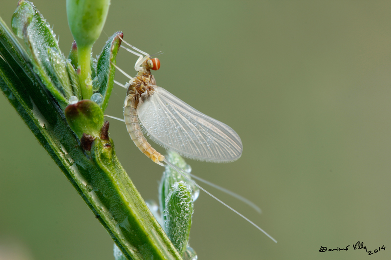 Centroptilum luteolum