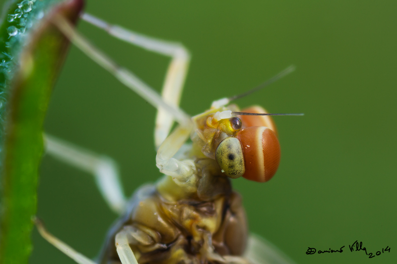Centroptilum luteolum