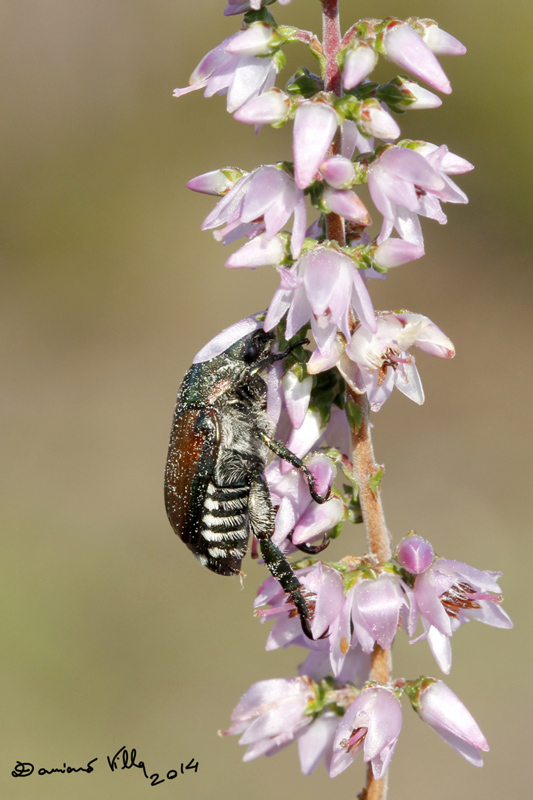 Popillia japonica, Rutelidae - nuovo alieno in Italia