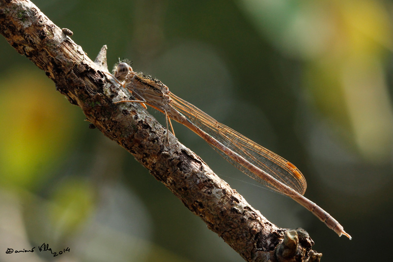 maschio di Sympecma paedisca