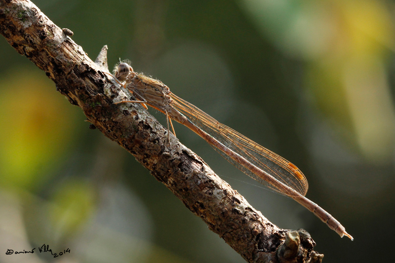 maschio di Sympecma paedisca