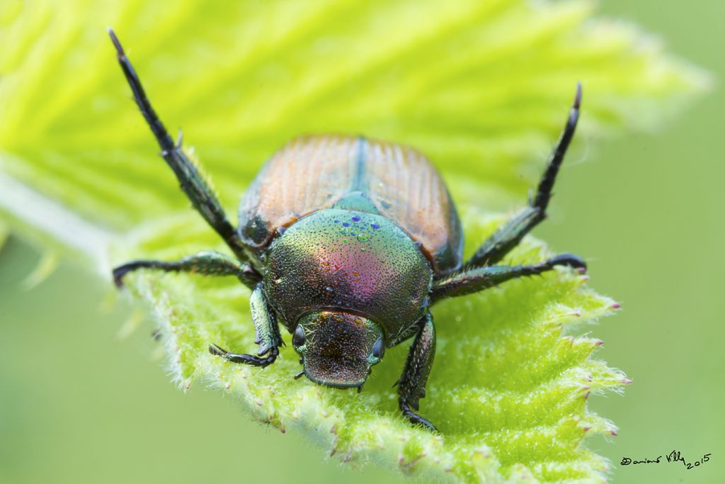 Popillia japonica, Rutelidae - nuovo alieno in Italia