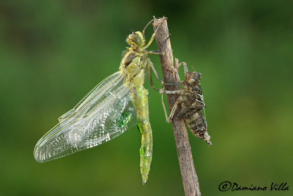 Calopteryx splendens