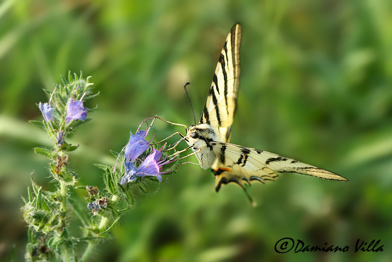 Papilio Machaon, the Queen