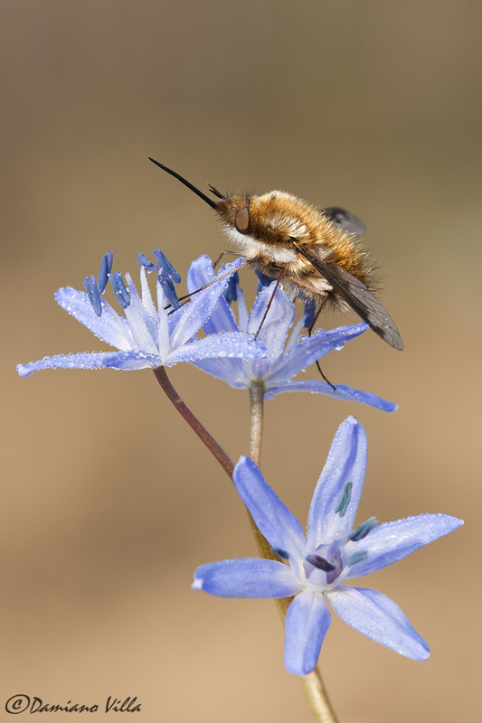 Ancora Bombylius (questo ho)