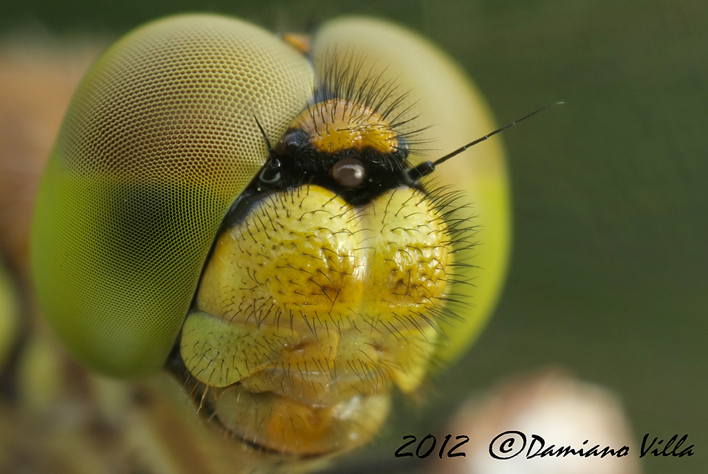 Sympetrum pedemontanum