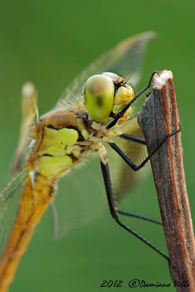 Sympetrum pedemontanum