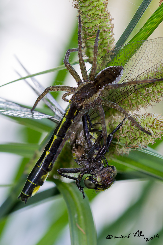 Dolomedes sp. preda Gomphus vulgatissimus -