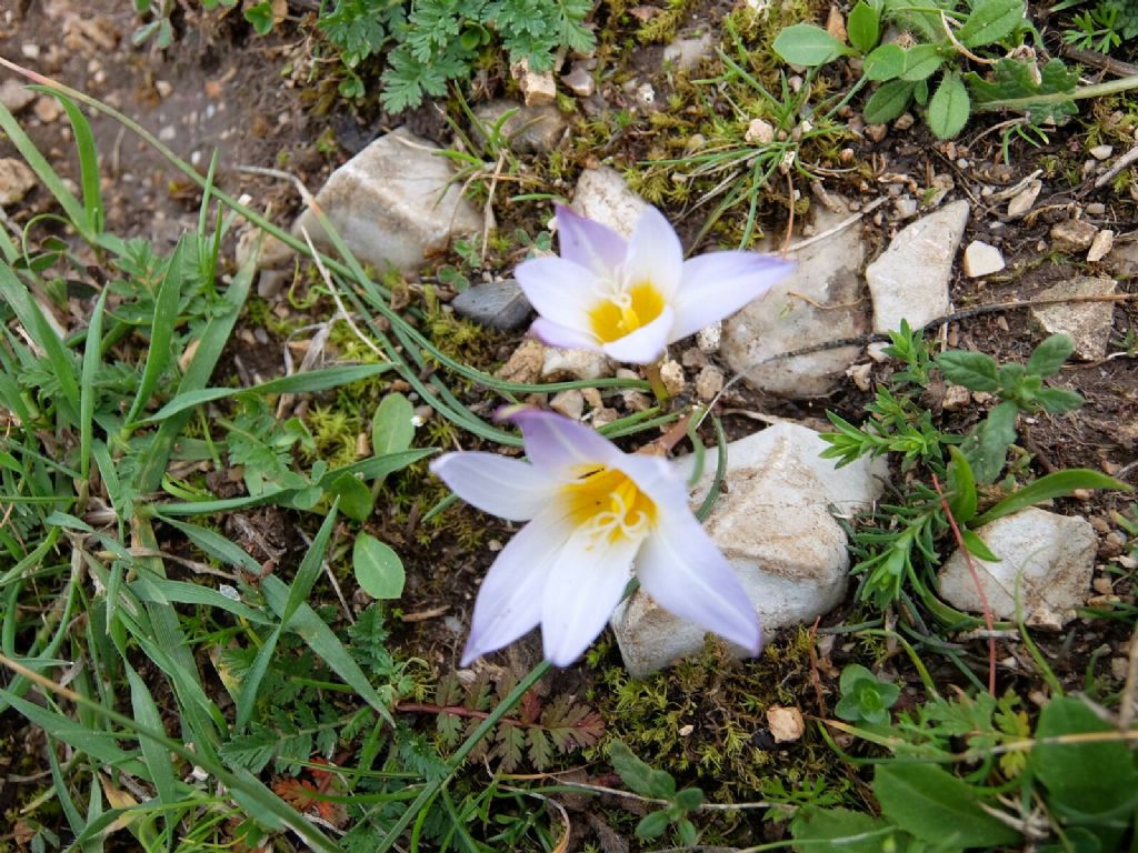 Crocus vernus? No, Romulea bulbocodium (Asparagales  - Iridaceae)