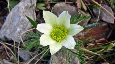 Pulsatilla alpina (Ranunculaceae)