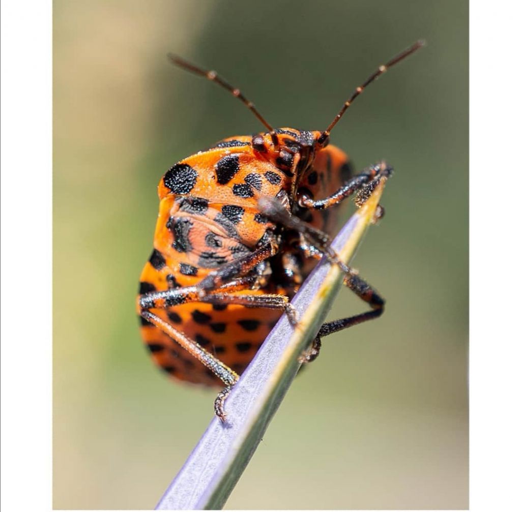 Pentatomidae: Graphosoma italicum italicum