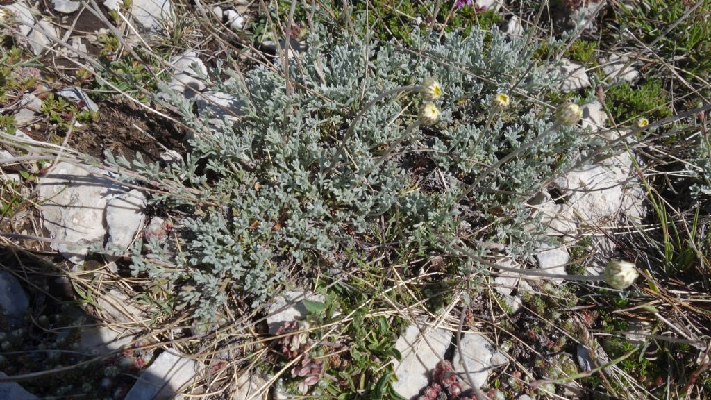 Anthemis cretica (Asteraceae)