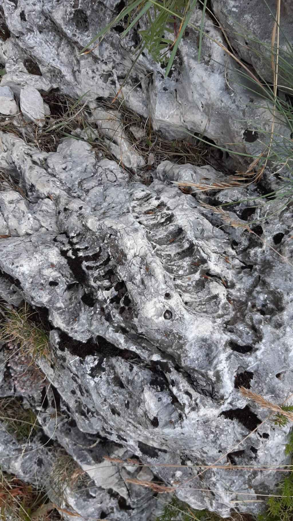 Fossile da determinare Majella