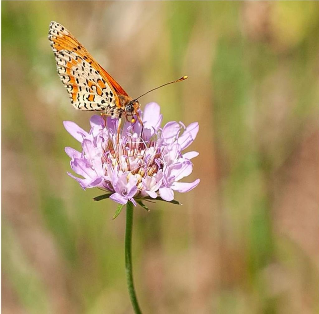 Melitaea didyma?  S !