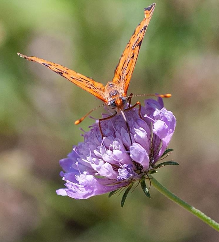 Melitaea didyma?  S !