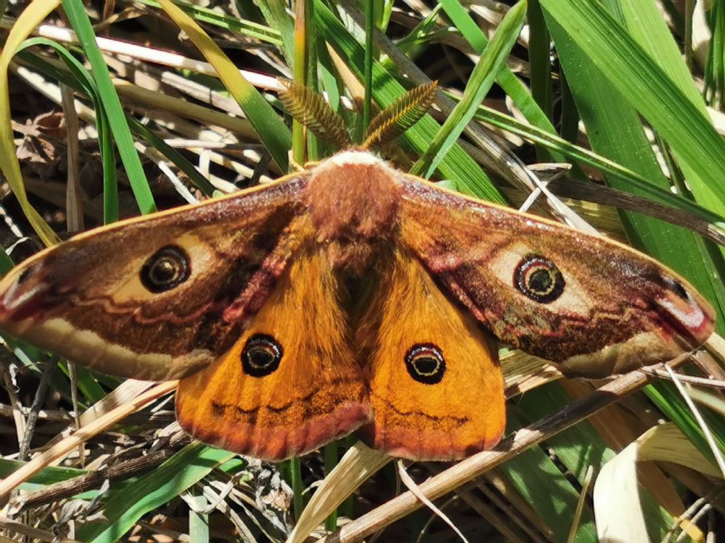 Saturnidae: Saturnia pavoniella, maschio