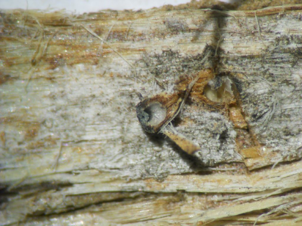 ascomicete - chi �?