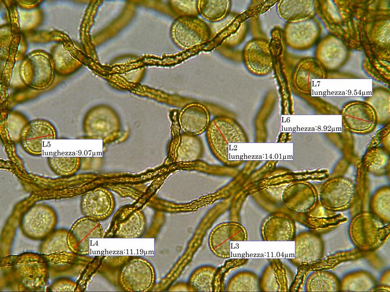 Perichaena vermicularis