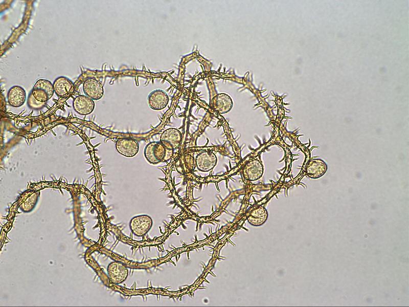 Perichaena chrysosperma