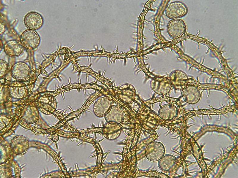 Perichaena chrysosperma