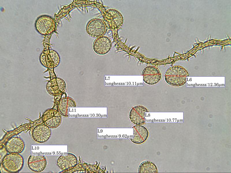 Perichaena chrysosperma