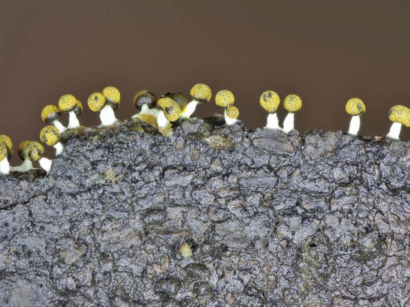 Physarum  melleum