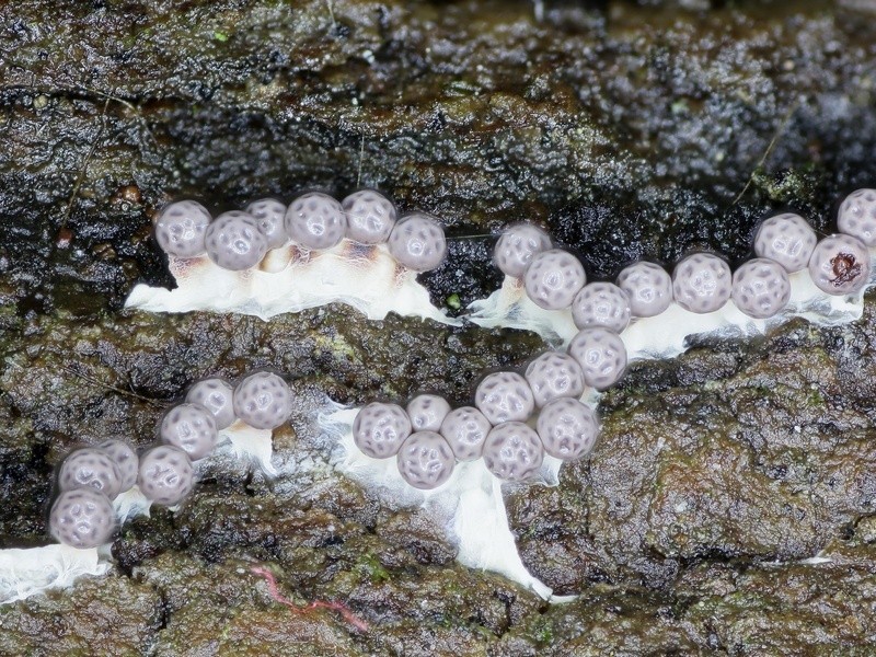 Lepidoderma sp.