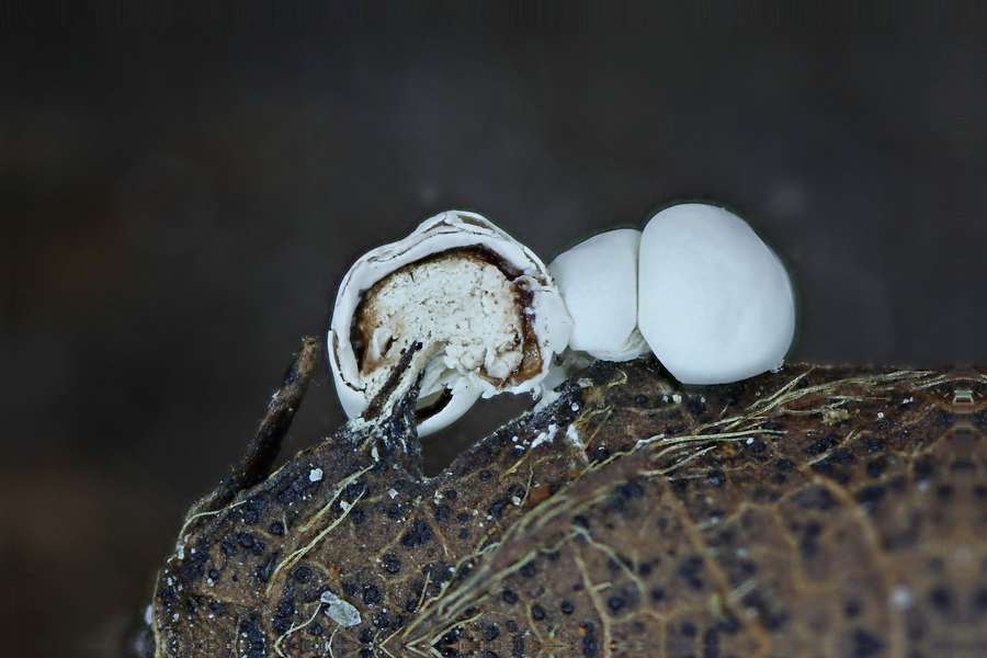 Physarum cinereum???