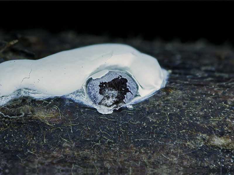 Diderma globosum var. europaeum