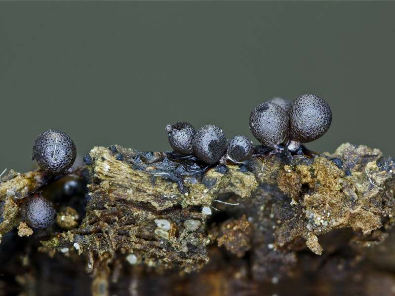 Lamproderma echinosporum