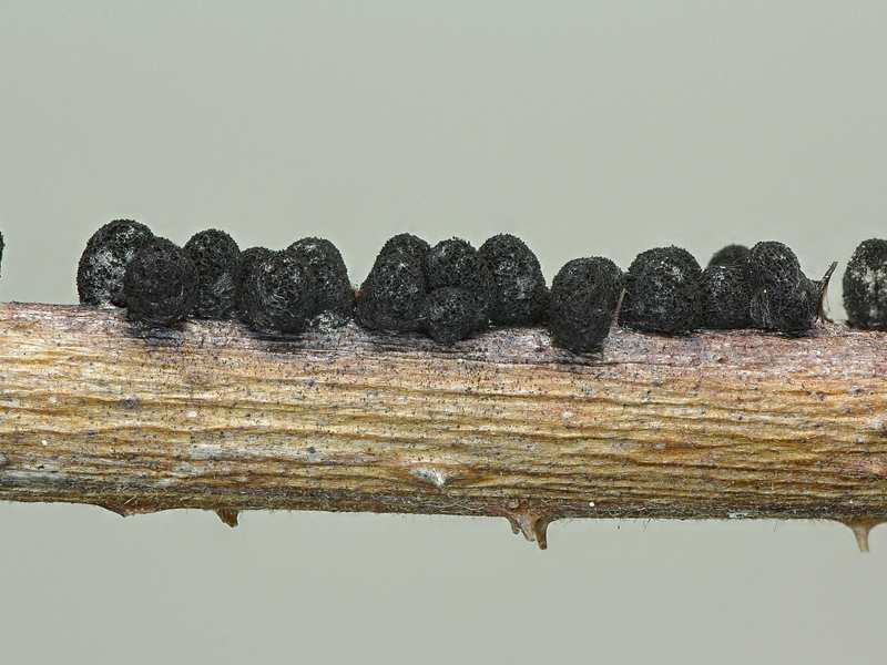 Meriderma aggregatum???