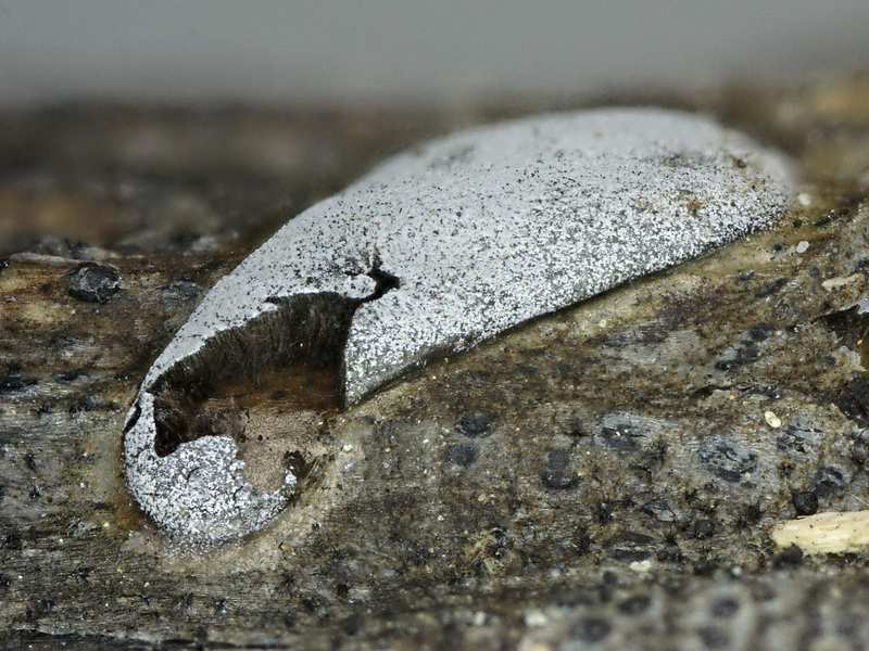 Lepidoderma carestianum