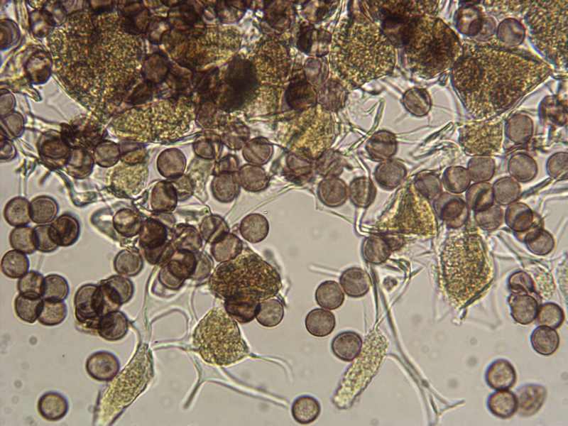 Myxo forma pseudoaethelium caffelatte